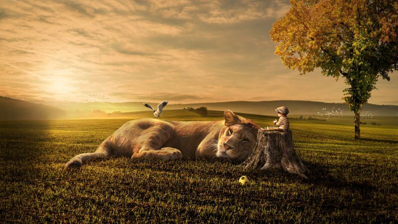 Free download Play Time Cute baby boy Lion Sunset Landscape 5K, Wallpaper(s) website provided.
