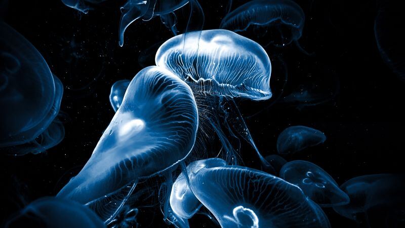 Free download Jellyfishes AMOLED Underwater Deep Sea Dark background Bioluminescence, Wallpaper(s) website provided.