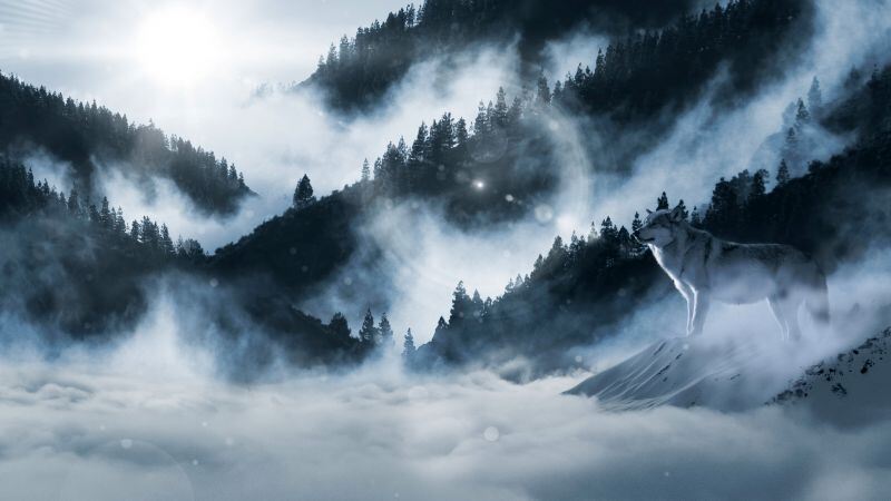 Free download Arctic wolf Winter White wolf Sunny day Winter forest Foggy Mountains 5K, Wallpaper(s) website provided.