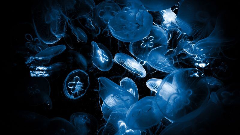 Free download Jellyfishes Deep Sea Underwater Dark background Dark aesthetic Bioluminescence, Wallpaper(s) website provided.