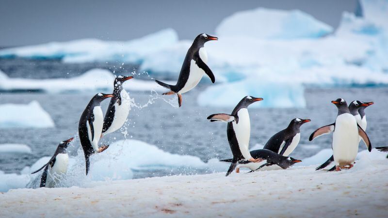 Free download Gentoo penguins Antarctica Antarctic Peninsula, Wallpaper(s) website provided.