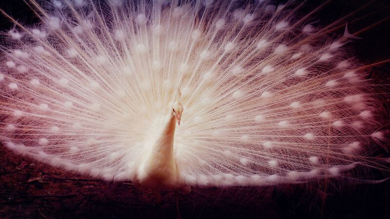 Free download White peacock Girly backgrounds Peafowl 5K, Wallpaper(s) website provided.