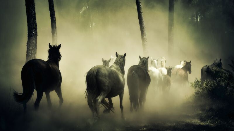 Free download Horses Herd 5K, Wallpaper(s) website provided.