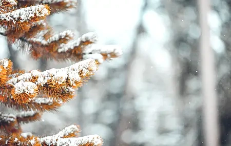Free download winter snow nature pine trees autumn scenery healing computer wallpaper 4K wallpaper, Wallpaper(s) website provided.