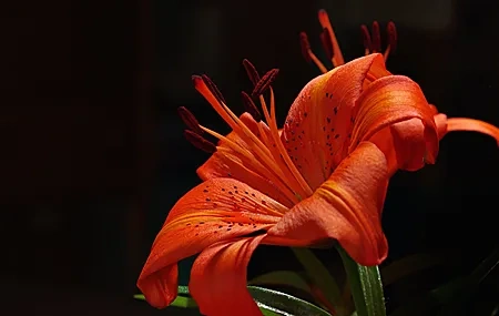 Free download Photography Flowers Lily Plant Red Computer Wallpaper 4K Wallpaper, Wallpaper(s) website provided.