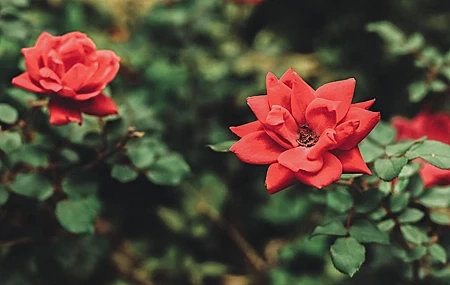 Free download Rose Flowers Nature Red Outdoor Photography Still Life Computer Wallpaper 4K Wallpaper, Wallpaper(s)