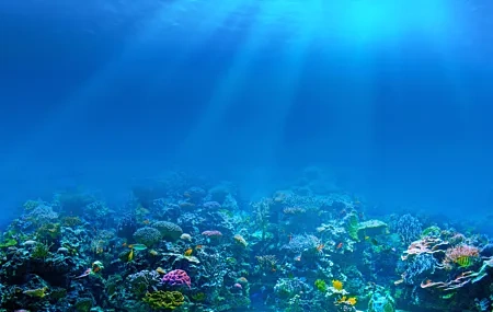 Free download Ocean Fish Coral Nature Marine Life Plants Computer Wallpaper 8K Wallpaper, Wallpaper & 7wallpaper