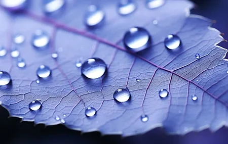 Free download Art Leaves Blue Water Drops AI Art Fresh Healing Purple Computer Wallpaper 4K Wallpaper, Wallpaper(s)