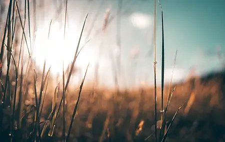 Free download grass plant nature sunshine fresh healing computer wallpaper 4K wallpaper, Wallpaper(s)