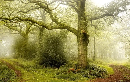 Free download Nature Outdoor Trees Forest Landscape Fog Computer Wallpaper 4K Wallpaper, Wallpaper & 7wallpaper