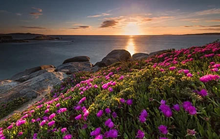 Free download Flowers Grass Color Landscape Nature Sky Sunshine Coast Plant Computer Wallpaper 4K Wallpaper, Wallpaper(s)