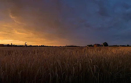 Free download Landscape Sunrise Orange Sky Agriculture Plant Sunshine Pastoral Computer Wallpaper 4K Wallpaper, Wallpaper(s)