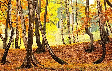 Free download Trees Autumn Leaves Nature Yellow Fallen Leaves Computer Wallpaper 4K Wallpaper, Wallpaper & 7wallpaper