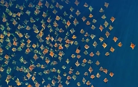 Free download water fish animal nature simple background minimalism computer wallpaper 4K wallpaper, Wallpaper(s)