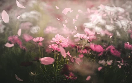 Free download Spring Flowers Nature Plants Fresh Healing Computer Wallpaper 4K Wallpaper, Wallpaper & 7wallpaper