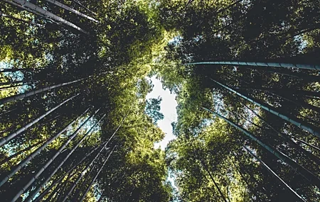 Free download Nature Trees Bamboo Green Forest Computer Wallpaper 4K Wallpaper, Wallpaper(s)