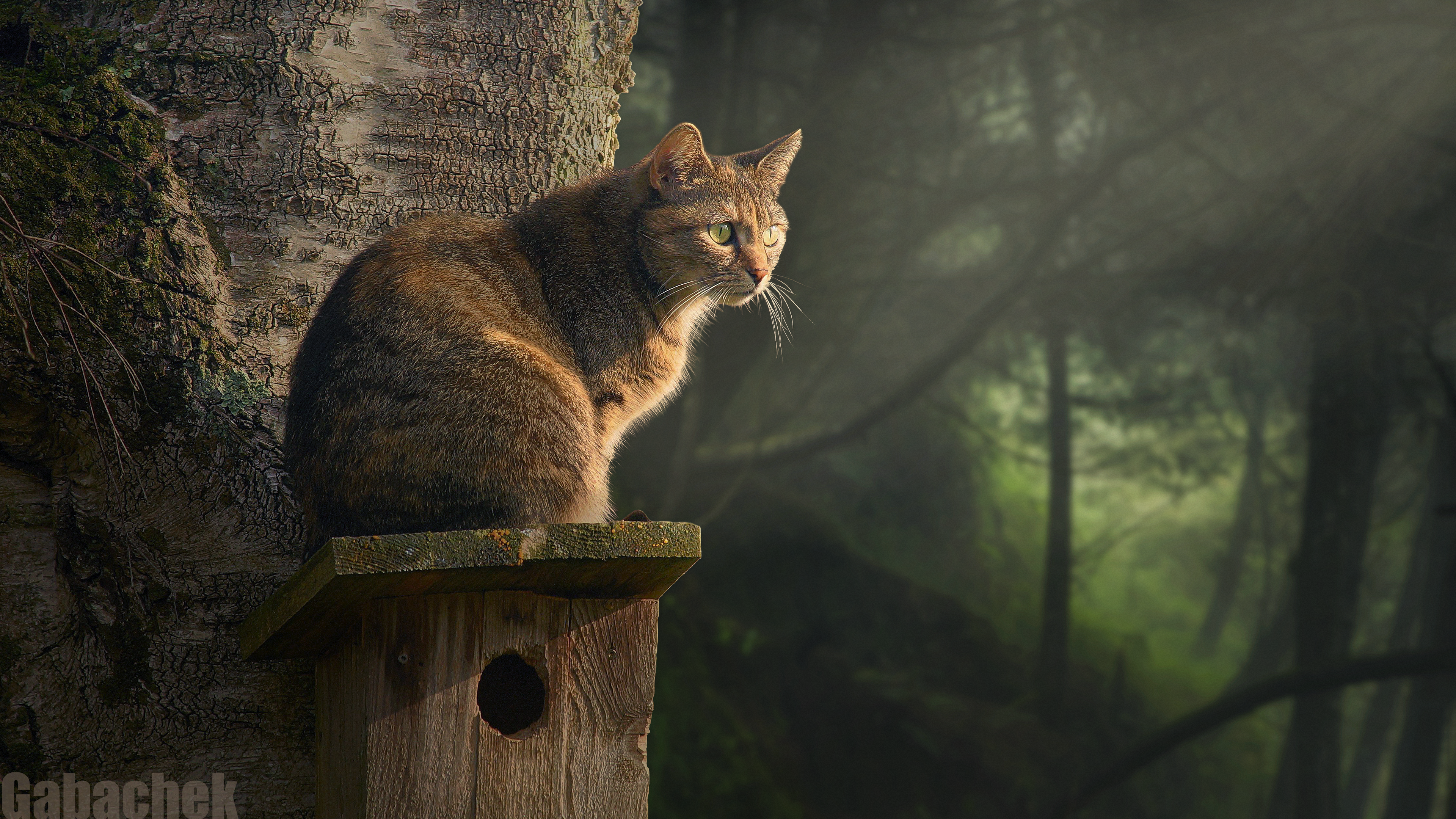 Free download gabacek cat animal mammal forest lights, Wallpaper(s)