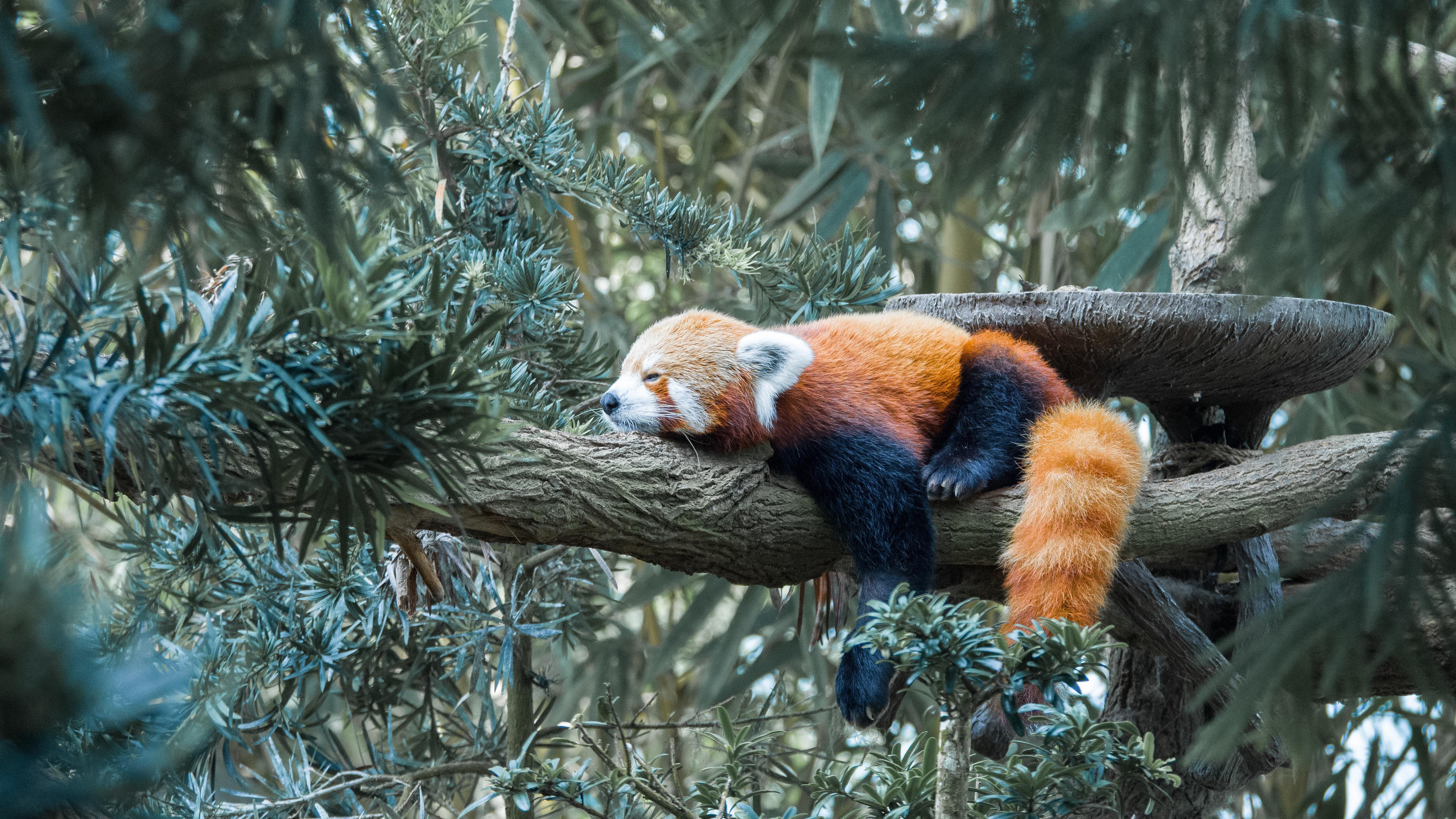 Free download nature trees green wood branches animal sleep mammal red panda, Wallpaper(s)
